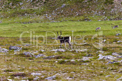 Reindeer graze on the tundra