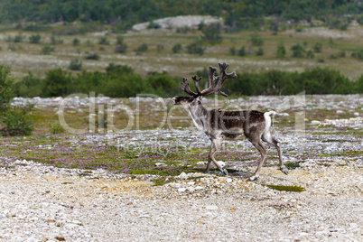 Reindeer running on the tundra