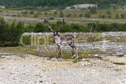 Reindeer graze on the tundra