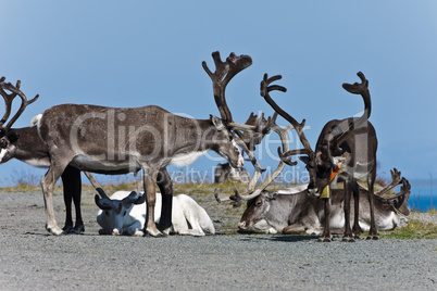 the reindeer a rest, Norway