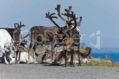 the reindeer a rest, Norway