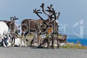 the reindeer a rest, Norway