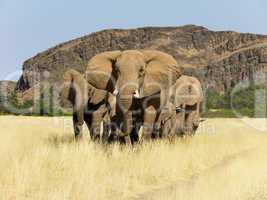 Wuestenelefantenfamilie