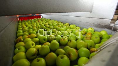sorting apples