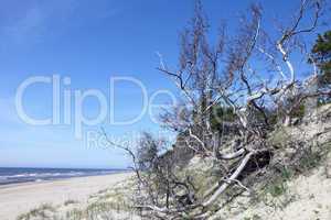 Beach and dead tree