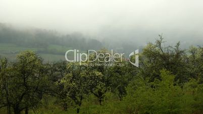 mist over an orchard