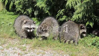 Raccoons Fighting Over Food