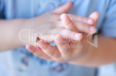 Marienkäfer auf Kinderhand