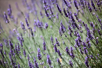 Lavendel