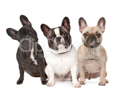 three French Bulldogs in a row