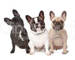 three French Bulldogs in a row