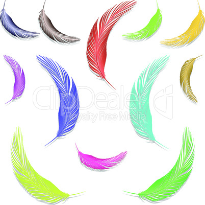 feathers in colors