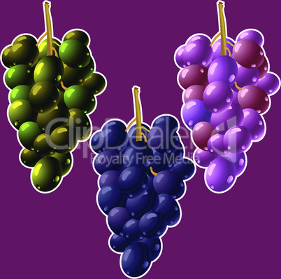 grapes clusters