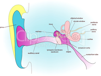 ear anatomy