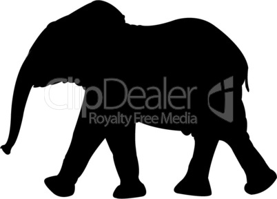 baby elephant silhouette isolated on white