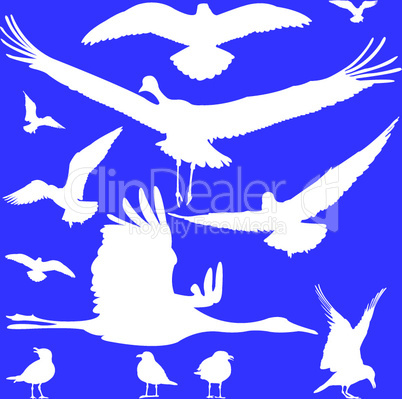 white birds silhouettes over blue