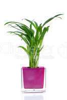 Houseplant