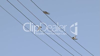 Swallows on the electric cable
