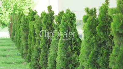 Small trees