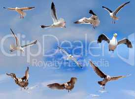 Set of flying seagulls