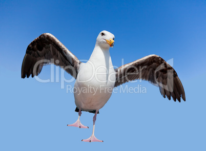 Wild angry seagull