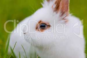 White cute rabbit on green background