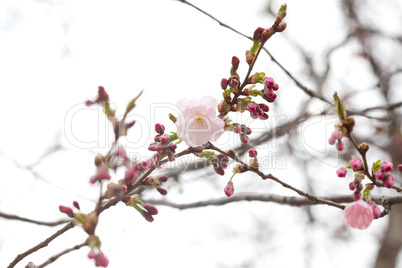 blooming flowers on the branches of sakura blossoms against the