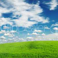 meadow