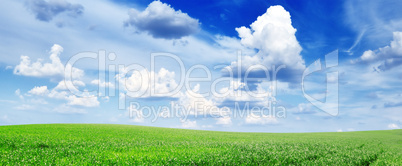 meadow