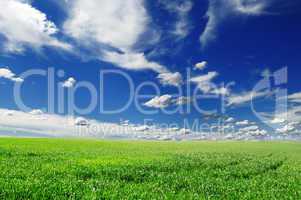 meadow