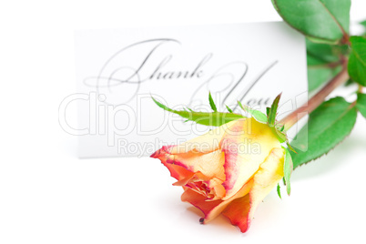 yellow red rose and a card  with the words thank you isolated on