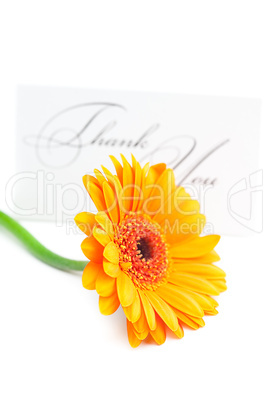 gerbera and a card signed thank you isolated on white