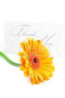 gerbera and a card signed thank you isolated on white