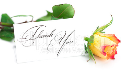 yellow red rose and a card  with the words thank you isolated on