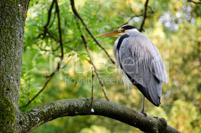 Ardea cinerea