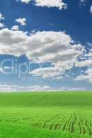 meadow