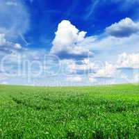 meadow