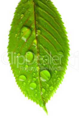 close-up of green leaves with large drops of water