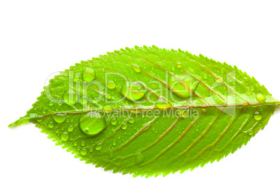 close-up of green leaves with large drops of water