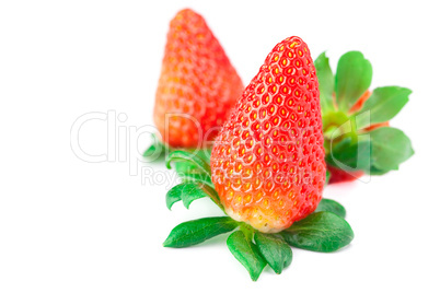 big juicy red ripe strawberries isolated on white