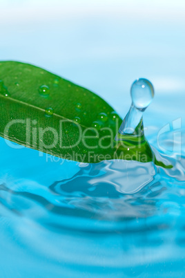 water drop and green leaves on a blue background