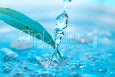 water drop and green leaves on a blue background