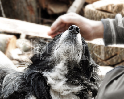 Hand caressing dog