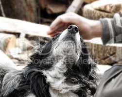 Hand caressing dog