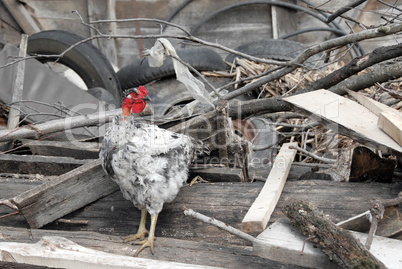 Hen between trash on farm yard