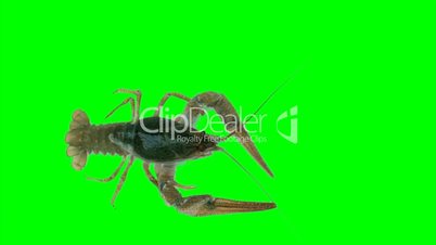 Lobster (green screen)