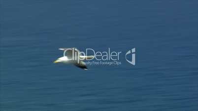 elegant seagull fly by close