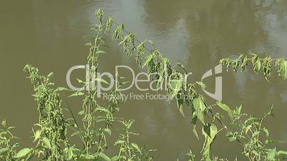 Nettle by the river
