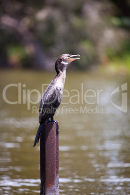 cormorant (Phalacrocorax)