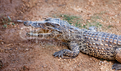 young crocodile, alligator on an ox